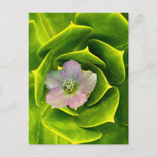 Carte Postale A Hellebore, a Lenten Rose