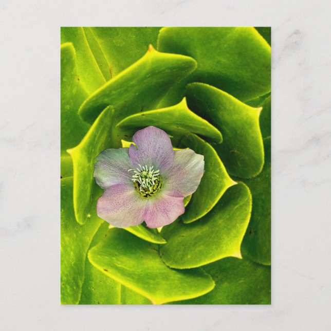 Carte Postale A Hellebore,  a Lenten Rose (Devant)