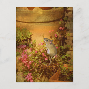 Carte Postale A la recherche d'une maison.