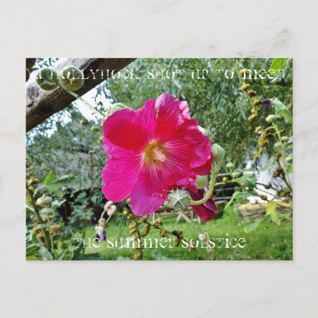 Carte postale à l'hollyhock (Devant)
