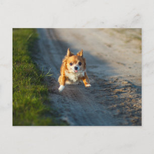 Carte Postale A long haired brown and white chihuahua running