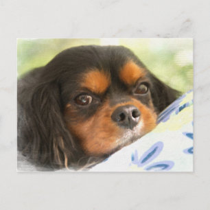 Carte Postale A Love Like No Other Cavalier King Charles Spaniel