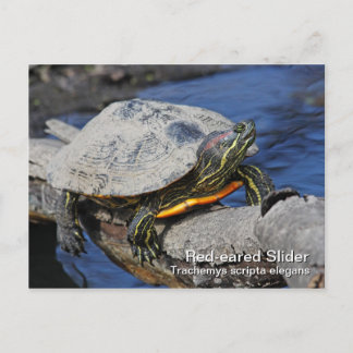 Carte postale à oreilles rouges