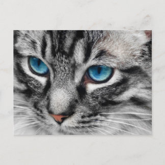 Carte Postale A-PAL - Tabby Argent Chat aux yeux bleus Gros plan