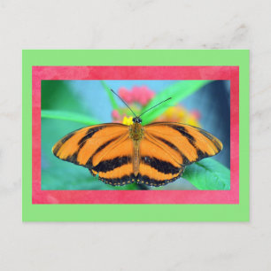 Carte postale à papillon