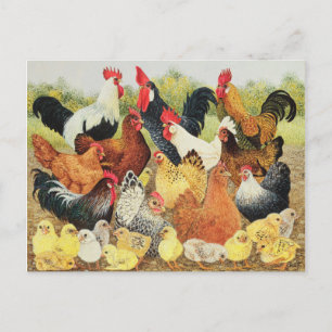 Carte Postale À propos de