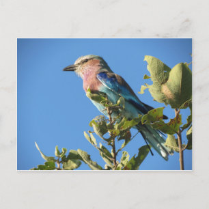 Carte postale à rouleaux à poitrine Lilac