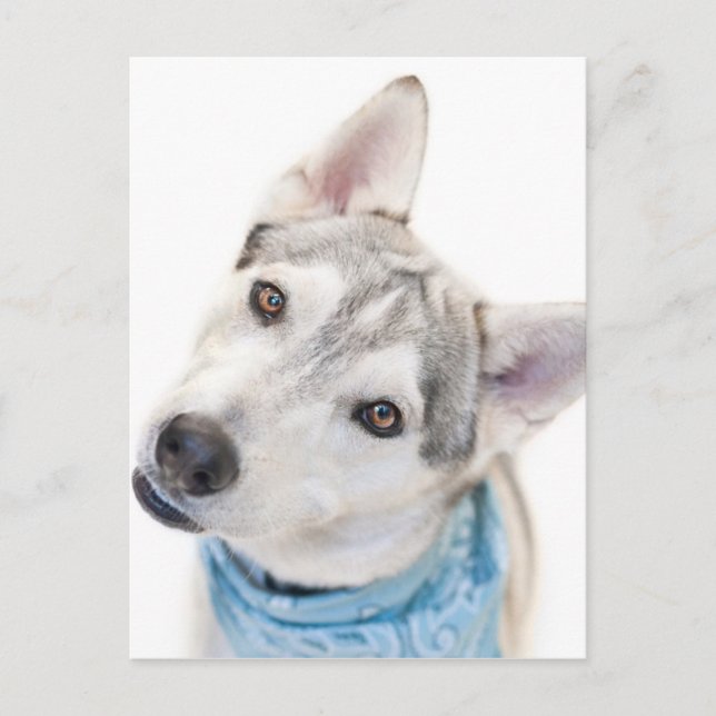 Carte Postale A Siberian Husky Mix Tilts its (Devant)