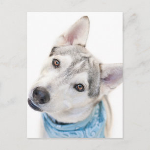 Carte Postale A Siberian Husky Mix Tilts its