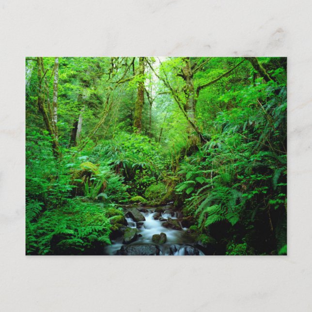 Carte Postale A stream en old-growth forest (Devant)