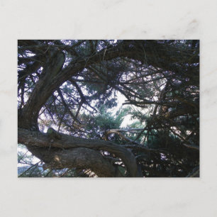 Carte Postale À travers les arbres