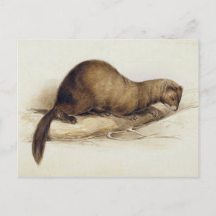 Carte Postale A Weasel, 1832 (avec stylo, encre, gouache et gomm