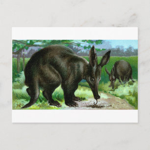 Carte Postale Aardvark