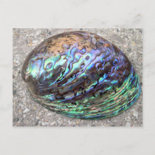 Carte Postale Abalone