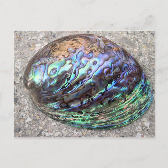 Carte Postale Abalone (Devant)