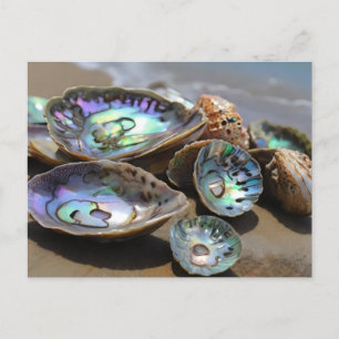 Carte Postale Abalone Shells sur la plage