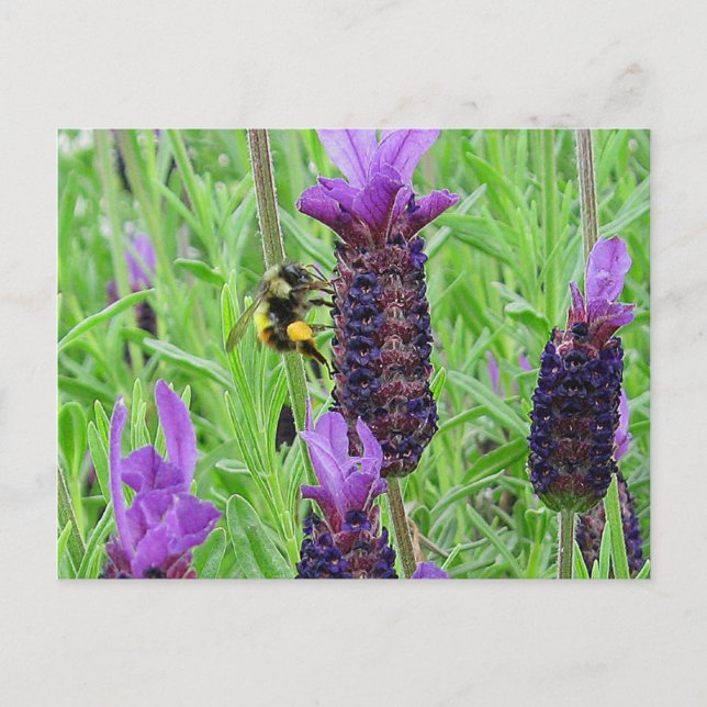 Carte postale Abe Aware (Devant)