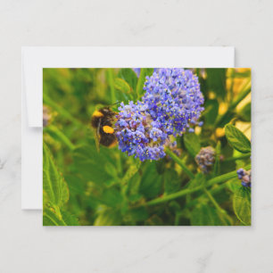 Carte Postale Abee