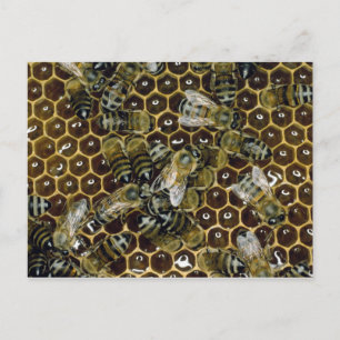 Carte Postale Abee