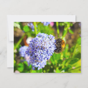 Carte Postale Abee