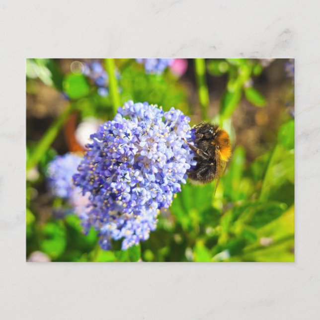 Carte Postale Abee (Devant)