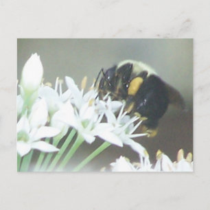 Carte Postale Abee