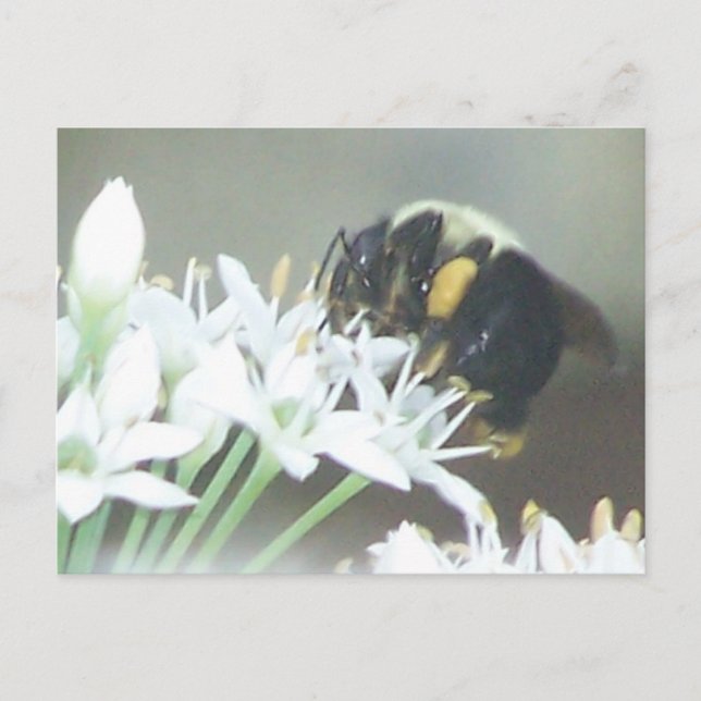 Carte Postale Abee (Devant)