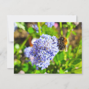 Carte Postale Abee