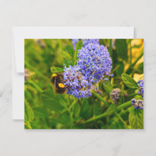 Carte Postale Abee