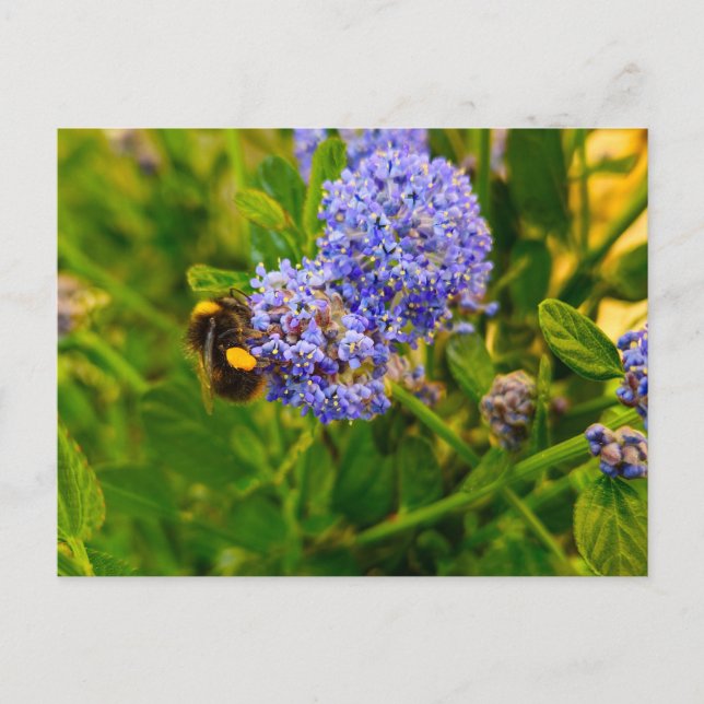 Carte Postale Abee (Devant)