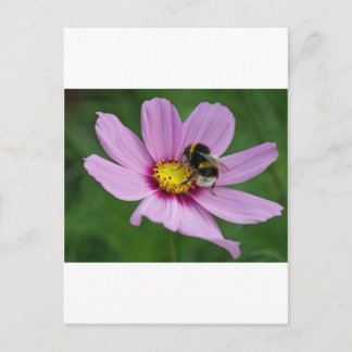 Carte Postale abeille