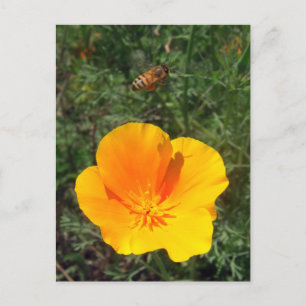 Carte postale Abeille