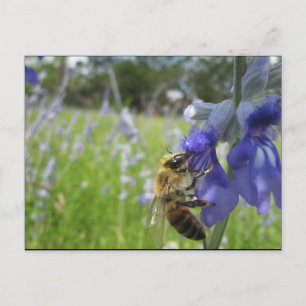 Carte Postale Abeille 4 occupée