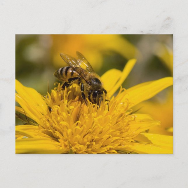 Carte Postale Abeille africaine de miel avec Sacs de pollen nour (Devant)