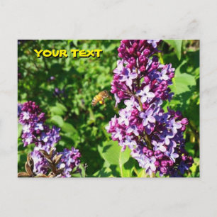 Carte postale Abeille aime les lilas 