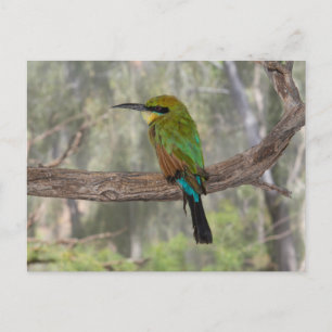 Carte Postale Abeille arc-en-ciel, Australie