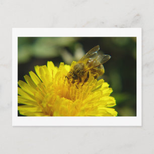 Carte postale Abeille au travail