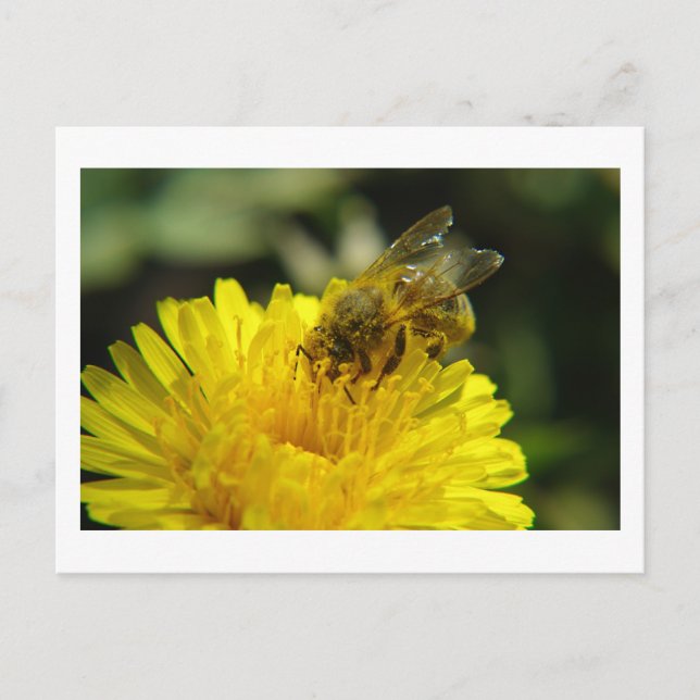 Carte postale Abeille au travail (Devant)