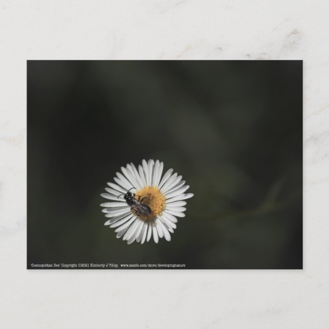 Carte Postale Abeille cosmopolite (Devant)