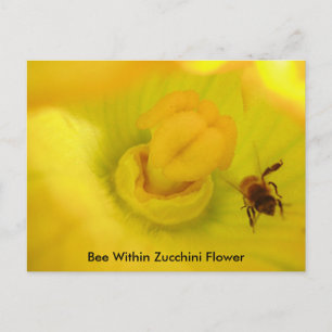Carte Postale Abeille dans la fleur de courgette