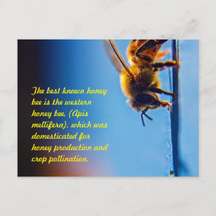 Carte postale Abeille de miel