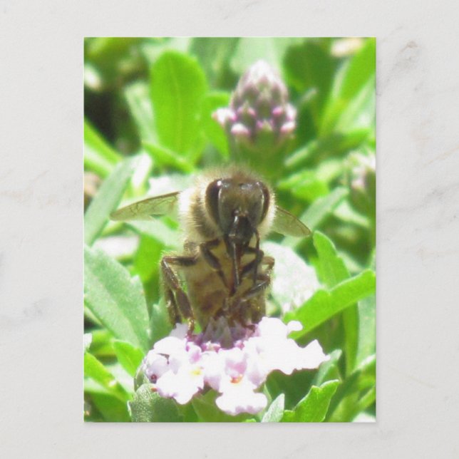 Carte postale - Abeille de miel en fleurs (Devant)