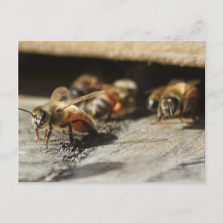 Carte Postale Abeille de miel quittant la ruche