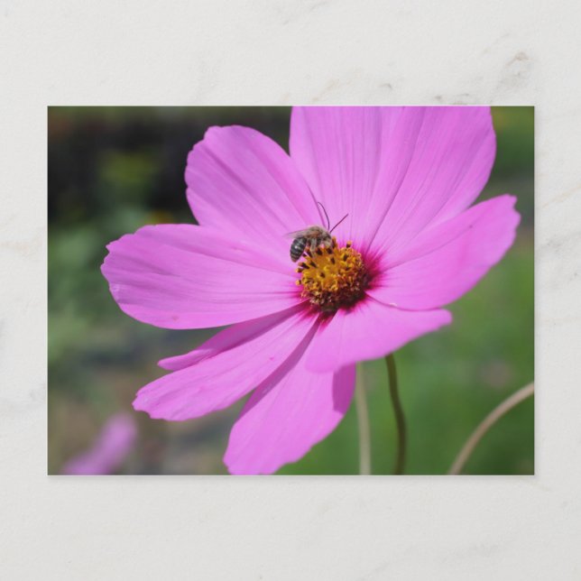 Carte Postale Abeille De Miel Sur Cosmos Flower Nature (Devant)