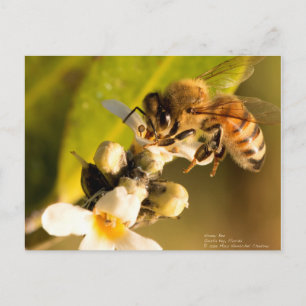 Carte Postale Abeille de miel sur la fleur de la mangrove