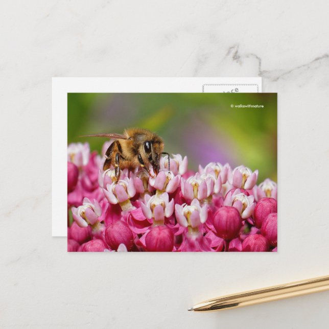 Carte Postale Abeille de miel sur Narrowleaf Milkweed Plante (Devant/Arrière en situation)