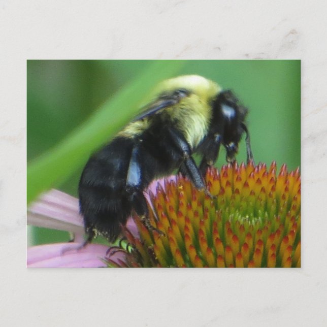 Carte Postale Abeille en Gros Plan (Devant)