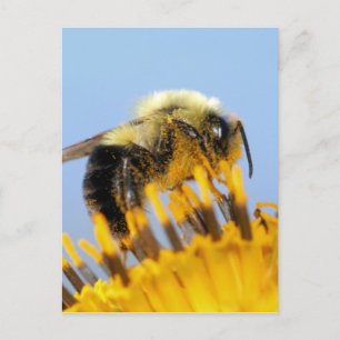 Carte Postale Abeille endormie
