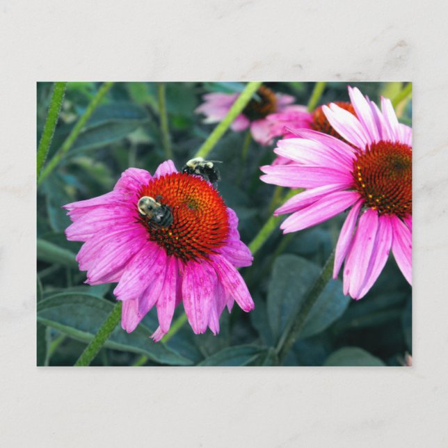 Carte Postale Abeille et Coneflower (Devant)