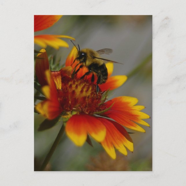 Carte postale Abeille et Fleur (Devant)